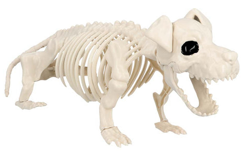 Squelette de teckel
